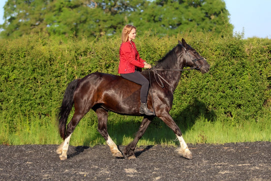 Press release: Saving Dartmoor ponies sounds easy – until you try and do it