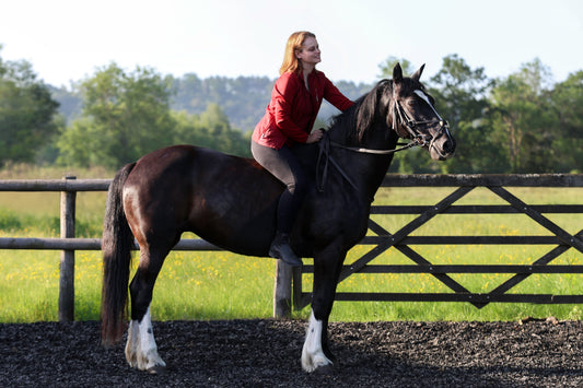 Saving Dartmoor ponies sounds easy until you try and do it